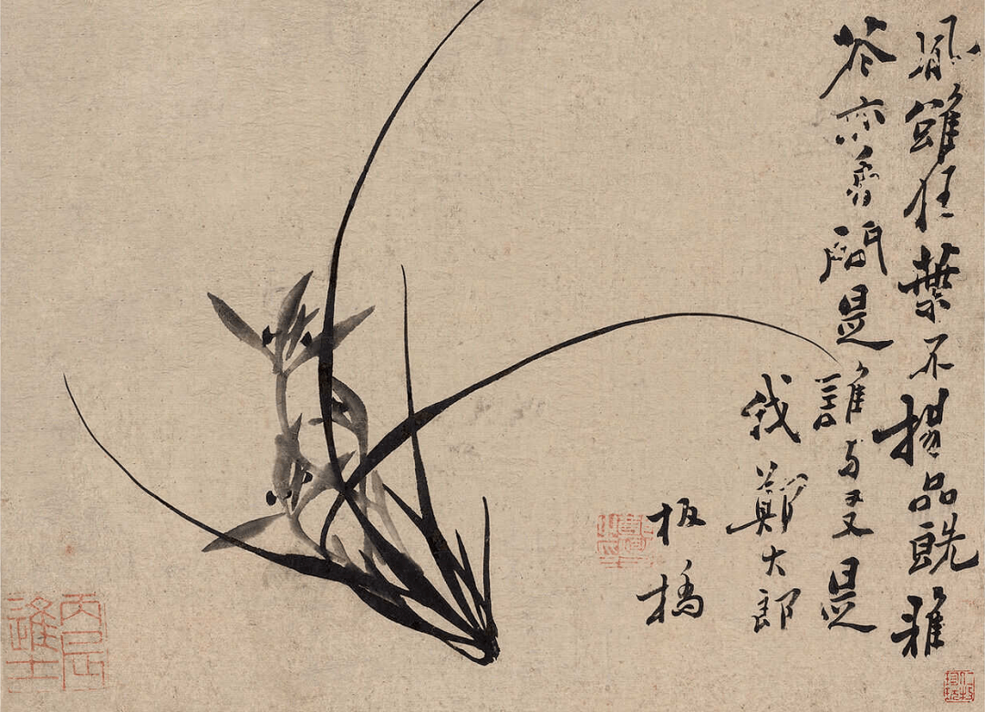 清 郑板桥《兰花册》，疏朗劲峭