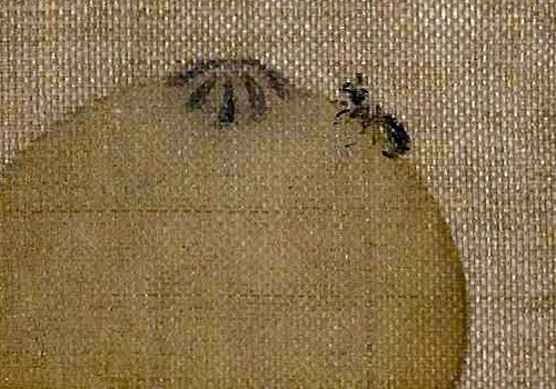 南宋小画里的「枇杷与鸟虫恩怨」：故宫藏画里藏着哪些趣事儿？ 历代国画 第3张