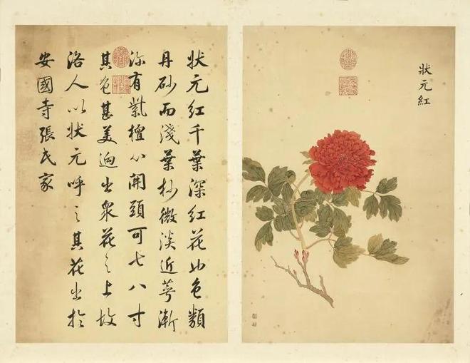 邹一桂：牡丹二十四品 名人名家 第19张