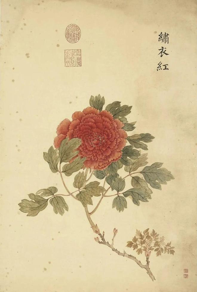 邹一桂：牡丹二十四品 名人名家 第51张