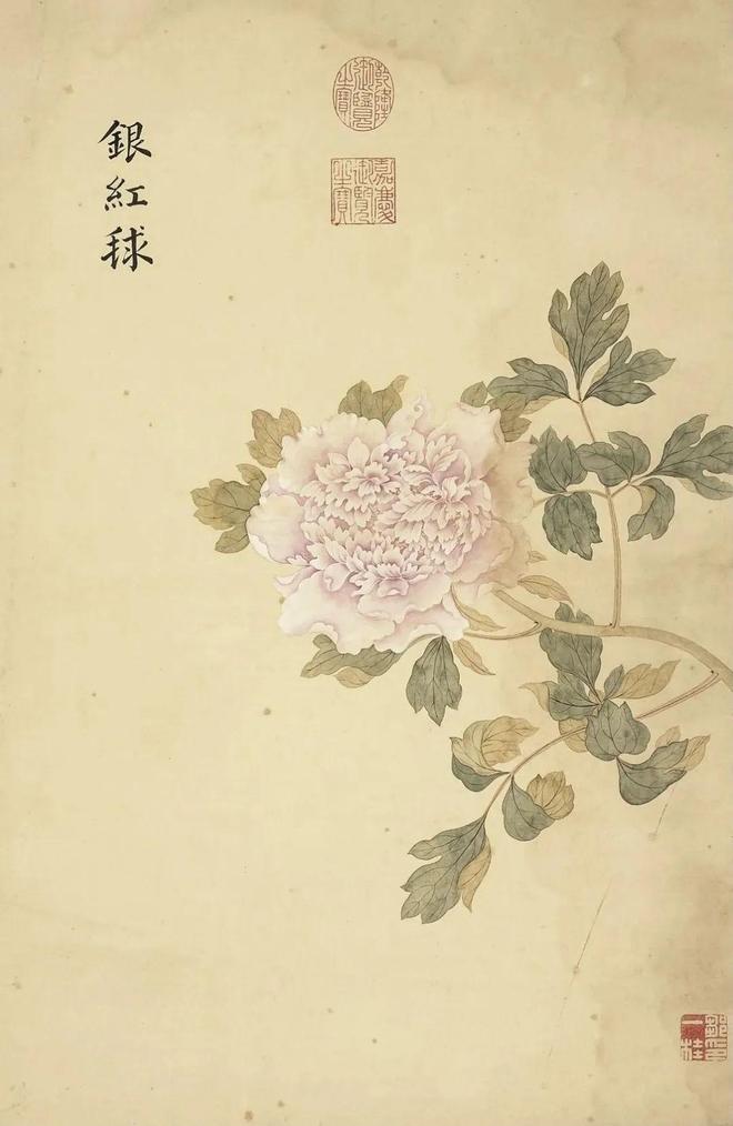 邹一桂：牡丹二十四品 名人名家 第33张