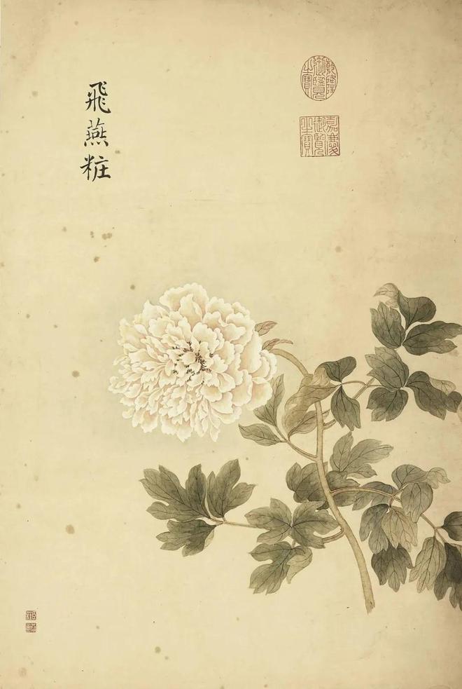 邹一桂：牡丹二十四品 名人名家 第57张