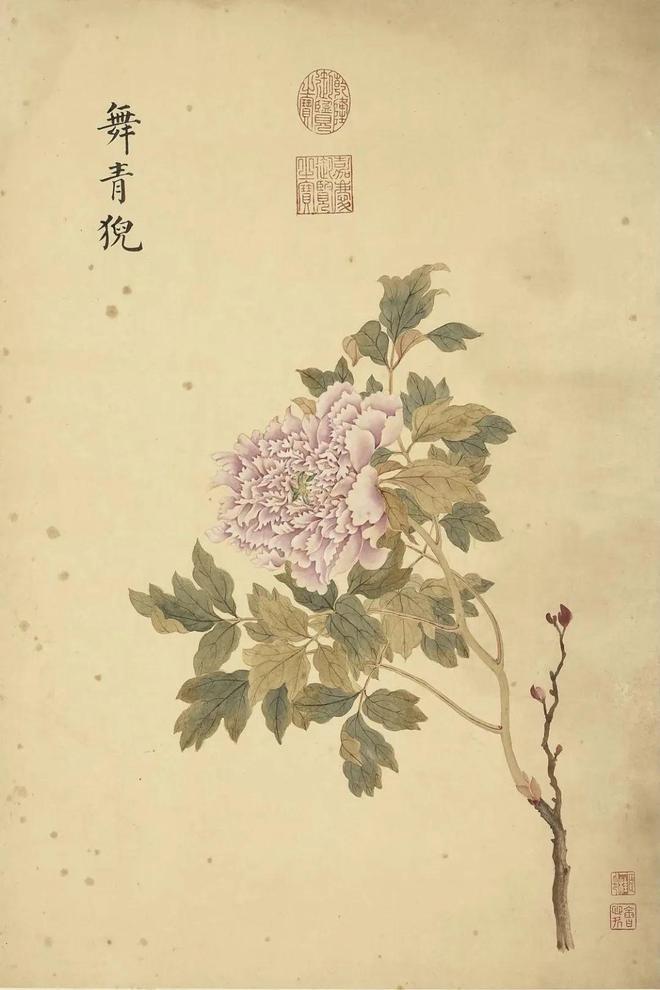 邹一桂：牡丹二十四品 名人名家 第54张