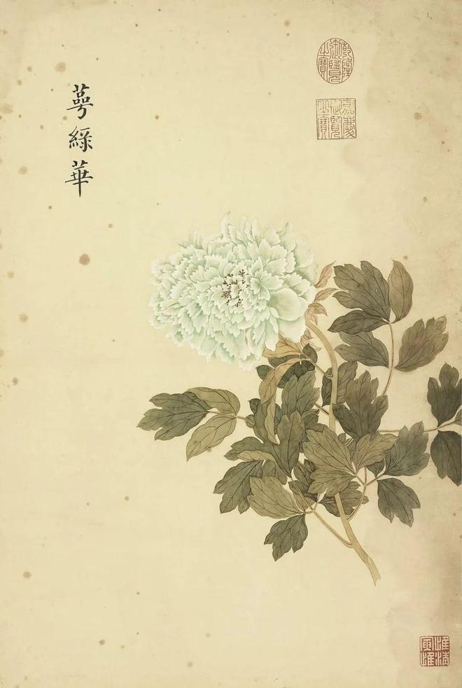 邹一桂：牡丹二十四品 名人名家 第69张