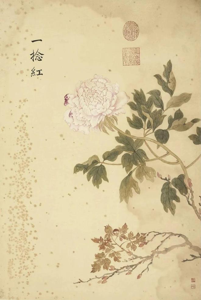 邹一桂：牡丹二十四品 名人名家 第48张