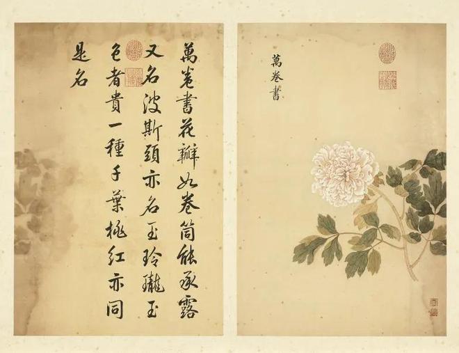 邹一桂：牡丹二十四品 名人名家 第10张