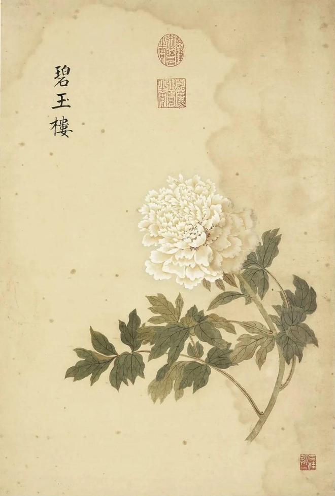 邹一桂：牡丹二十四品 名人名家 第45张