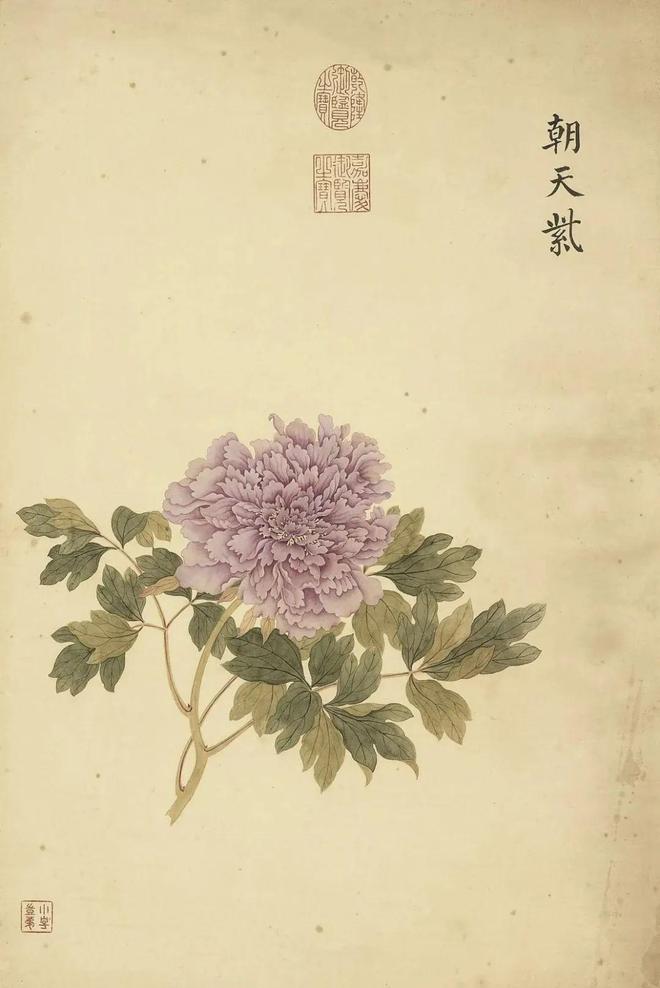 邹一桂：牡丹二十四品 名人名家 第15张