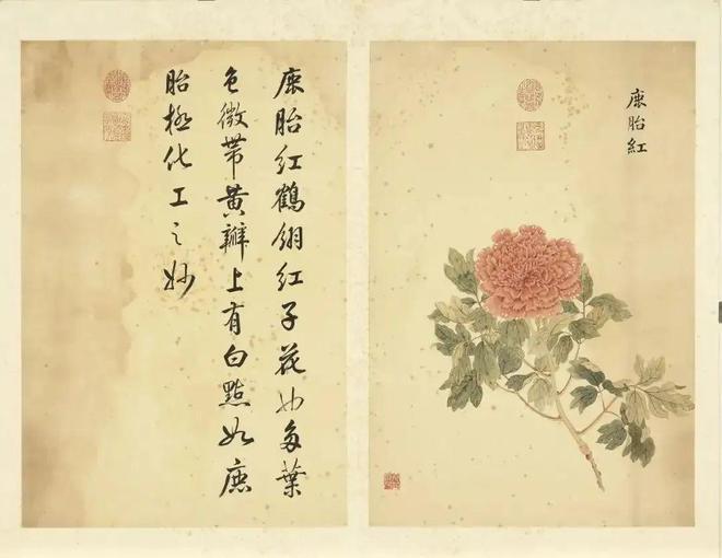 邹一桂：牡丹二十四品 名人名家 第34张