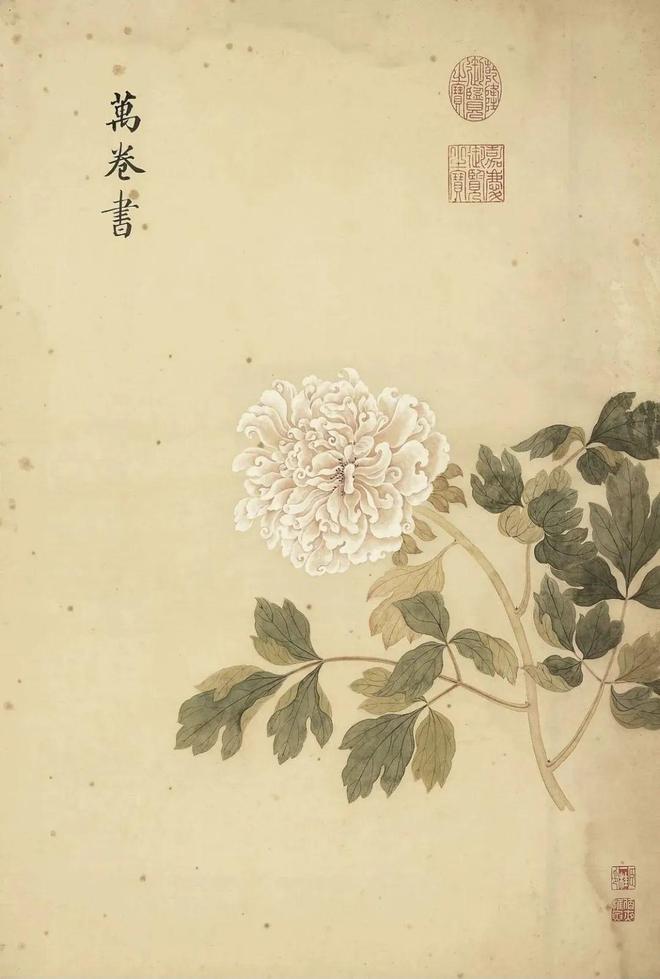 邹一桂：牡丹二十四品 名人名家 第12张