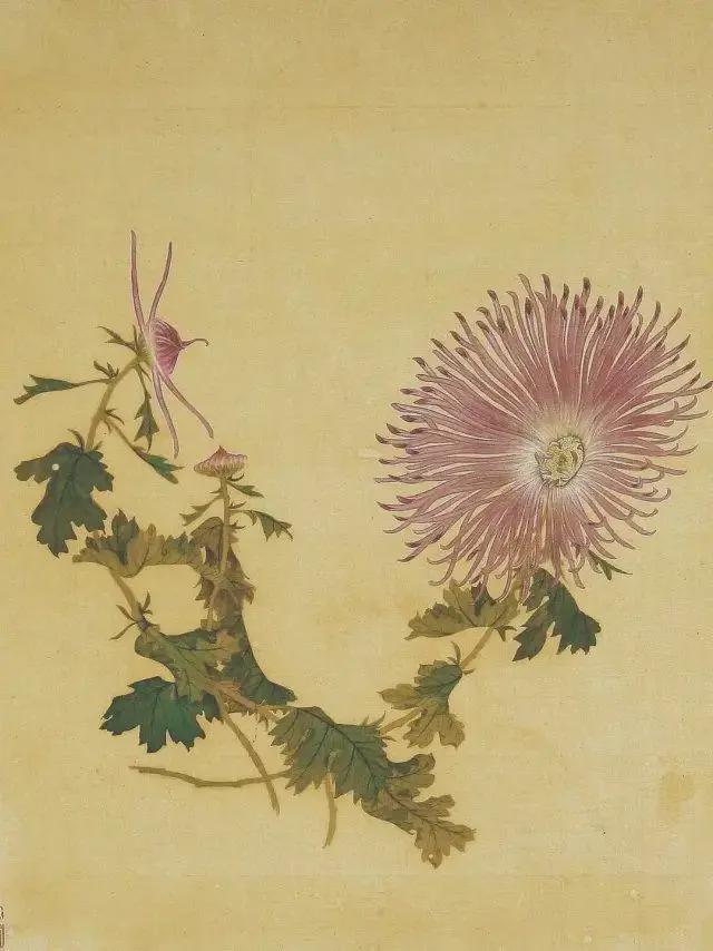 王延格：彩绘菊谱图册 名人名家 第33张