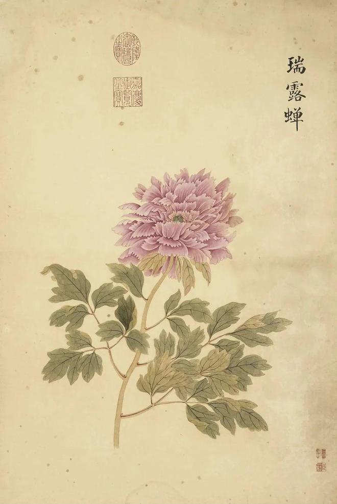 邹一桂：牡丹二十四品 名人名家 第27张