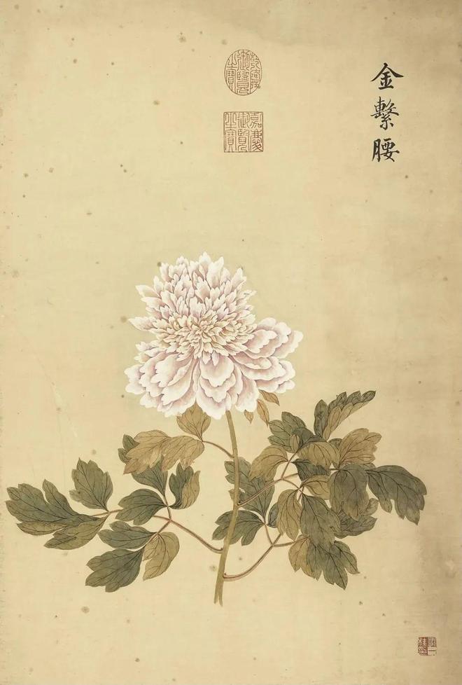 邹一桂：牡丹二十四品 名人名家 第18张