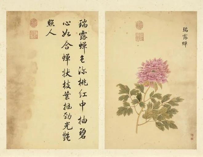 邹一桂：牡丹二十四品 名人名家 第25张