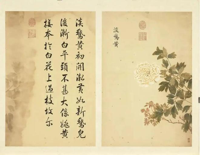 邹一桂：牡丹二十四品 名人名家 第28张