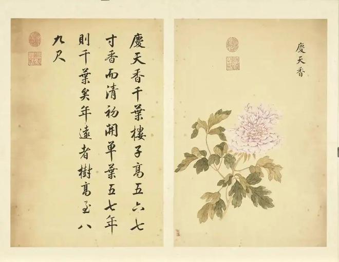 邹一桂：牡丹二十四品 名人名家 第58张