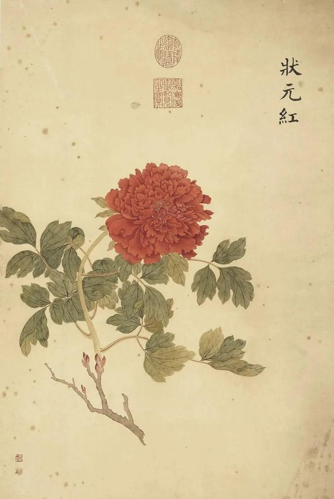邹一桂：牡丹二十四品 名人名家 第21张