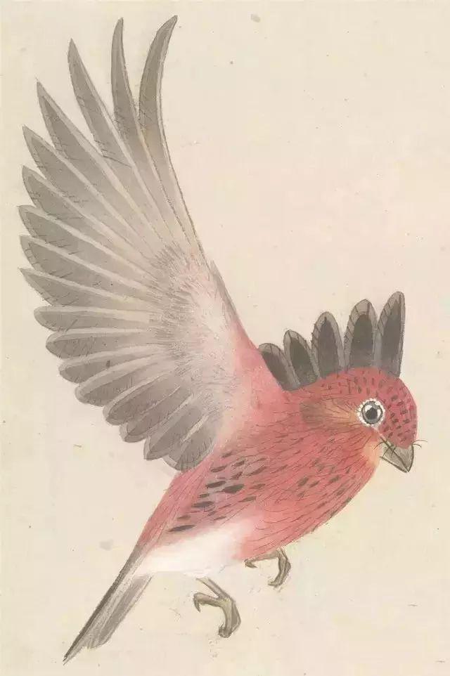 中国花鸟画画家张其翼绘画作品 名人名家 第13张