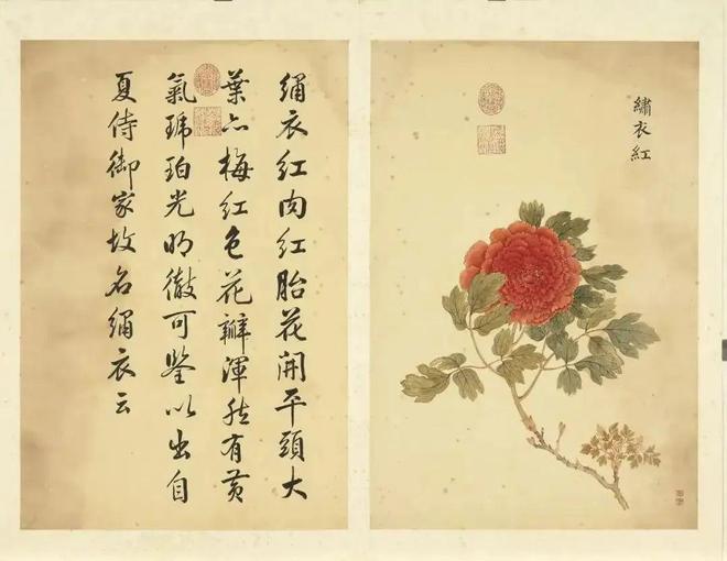 邹一桂：牡丹二十四品 名人名家 第49张