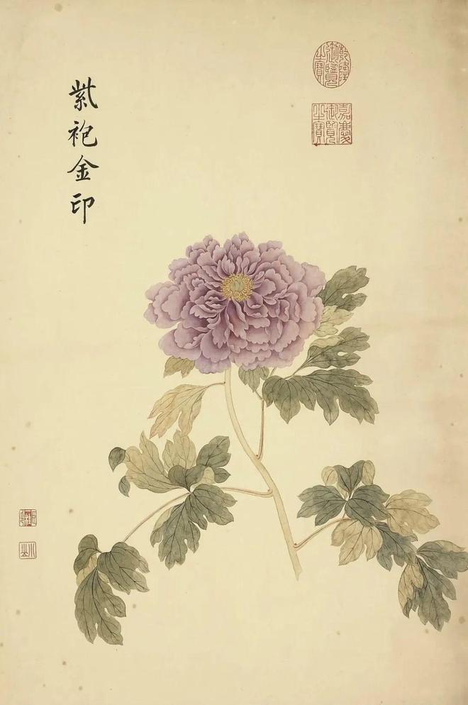 邹一桂：牡丹二十四品 名人名家 第63张