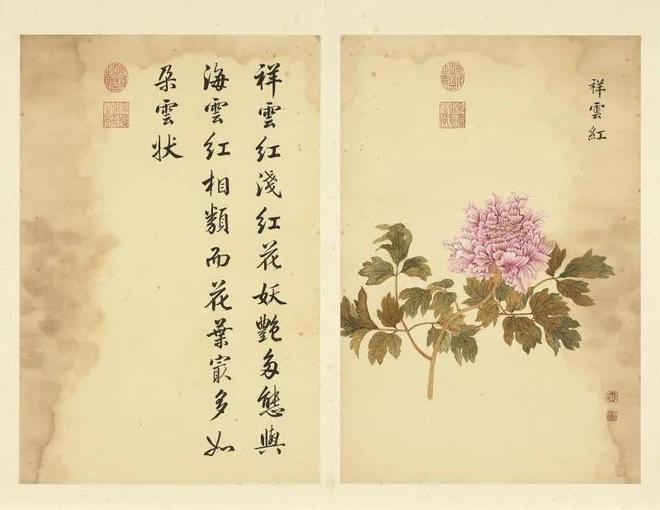 邹一桂：牡丹二十四品 名人名家 第7张