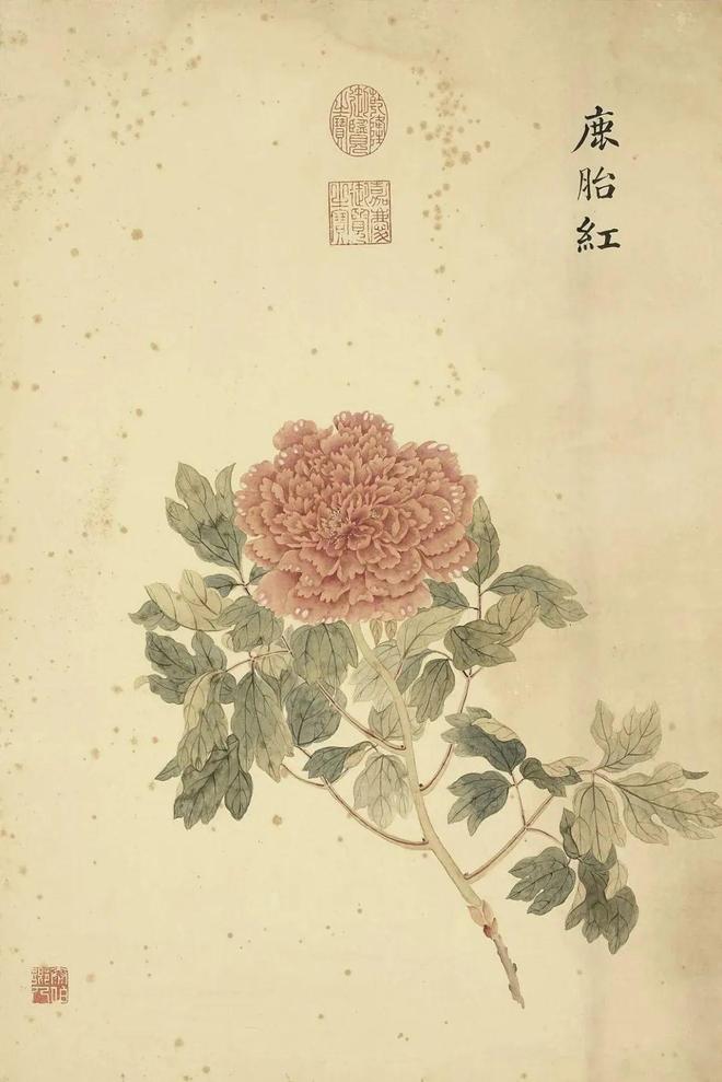 邹一桂：牡丹二十四品 名人名家 第36张