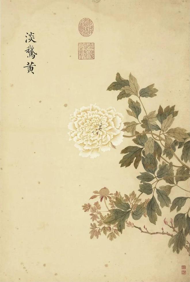 邹一桂：牡丹二十四品 名人名家 第30张