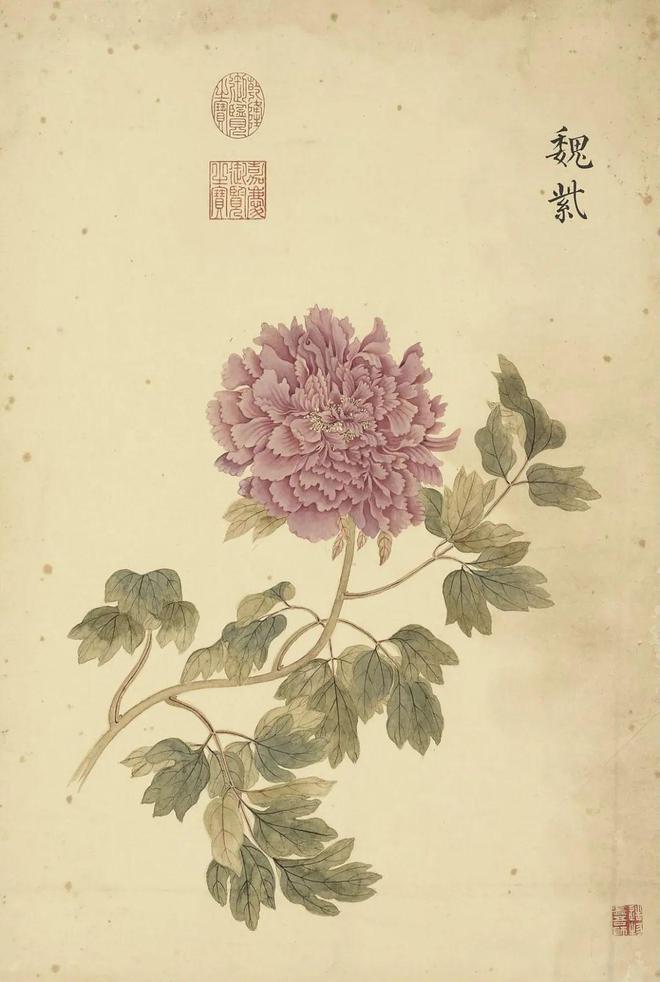 邹一桂：牡丹二十四品 名人名家 第6张