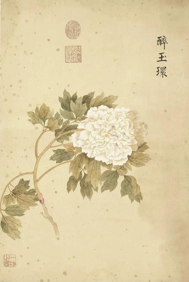 邹一桂：牡丹二十四品 名人名家 第24张