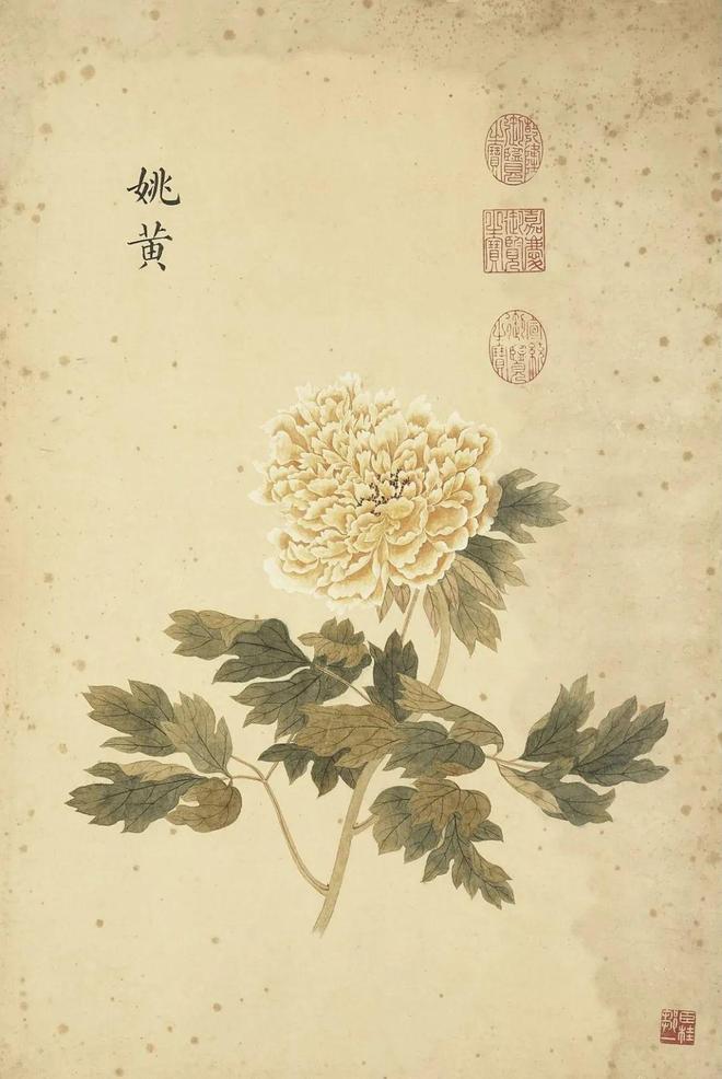 邹一桂：牡丹二十四品 名人名家 第3张