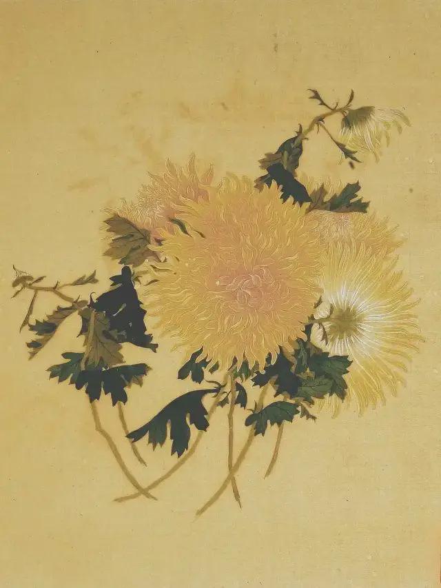 王延格：彩绘菊谱图册 名人名家 第36张