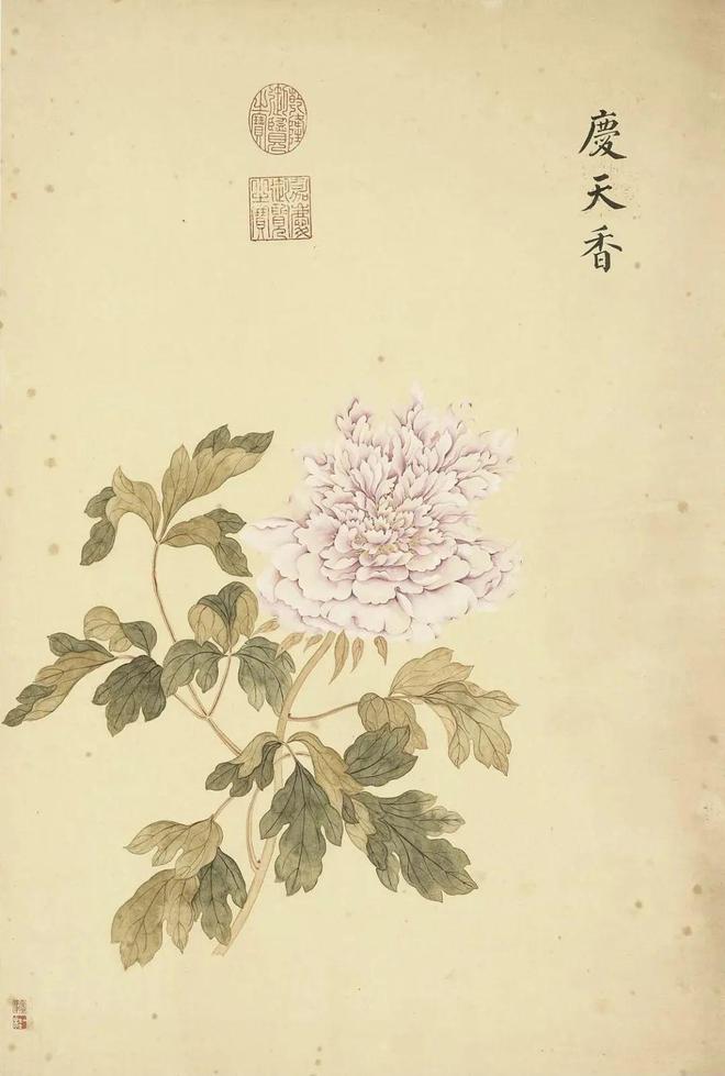邹一桂：牡丹二十四品 名人名家 第60张