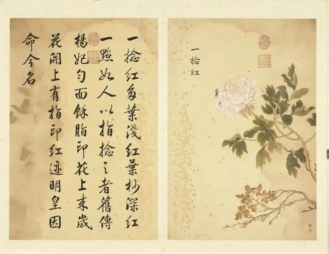 邹一桂：牡丹二十四品 名人名家 第46张