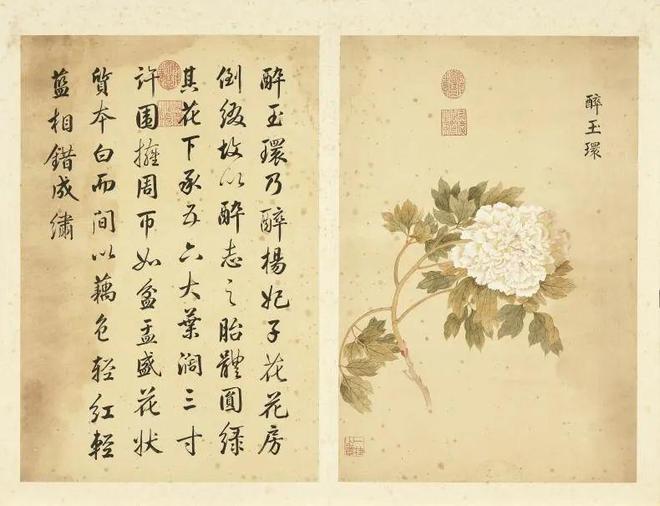 邹一桂：牡丹二十四品 名人名家 第22张