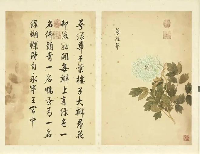 邹一桂：牡丹二十四品 名人名家 第67张