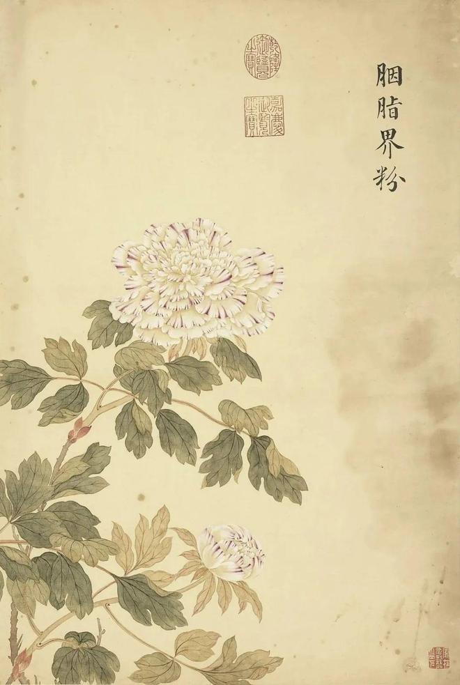 邹一桂：牡丹二十四品 名人名家 第66张