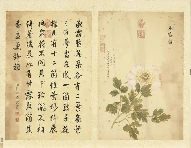 邹一桂：牡丹二十四品 名人名家 第70张