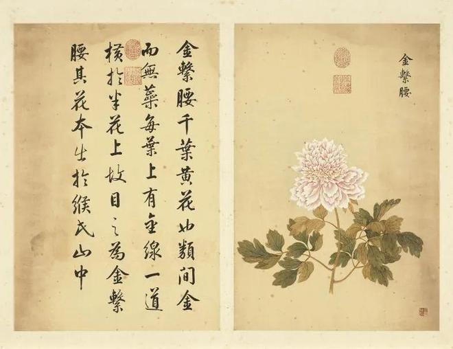 邹一桂：牡丹二十四品 名人名家 第16张
