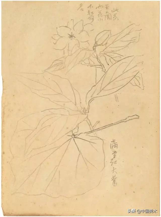 潘天寿：对物写生要懂神，对景写生要懂舍 名人名家 第25张