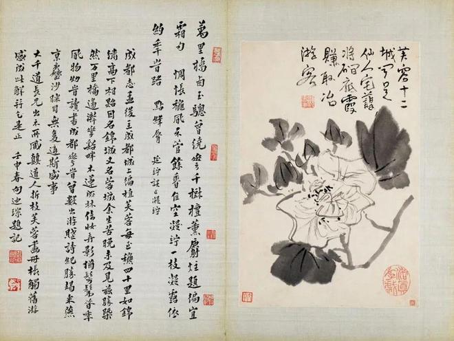 张大千珍赏的水墨花卉册，令人玩味无尽 名人名家 第13张