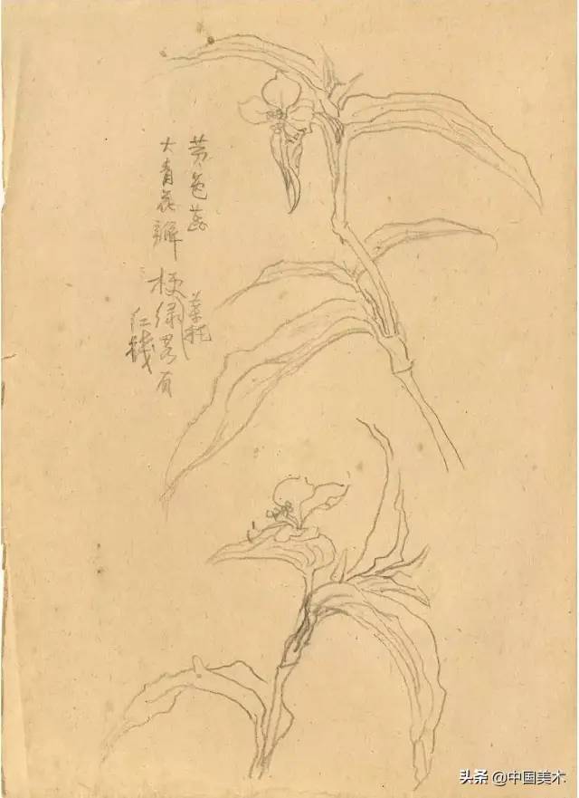 潘天寿：对物写生要懂神，对景写生要懂舍 名人名家 第12张