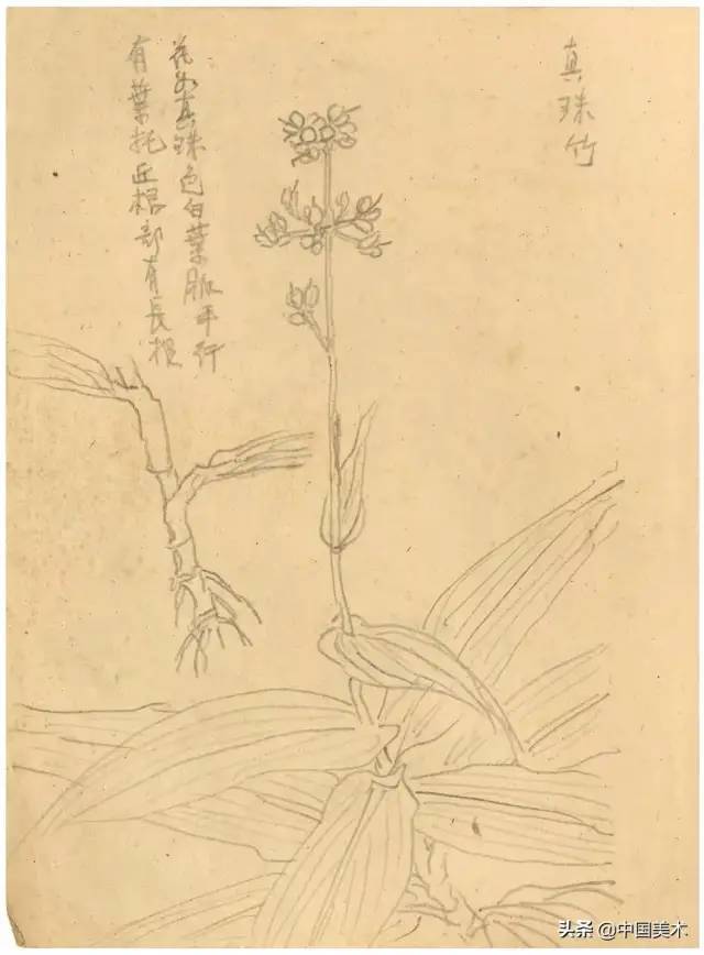 潘天寿：对物写生要懂神，对景写生要懂舍 名人名家 第11张