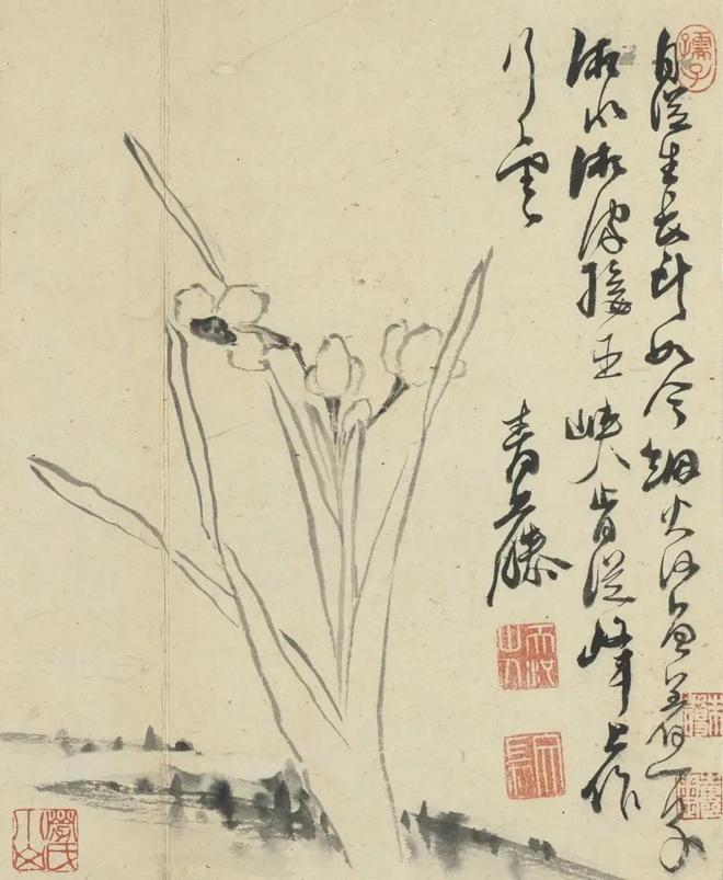 明徐渭：写意花卉册 历代国画 第10张