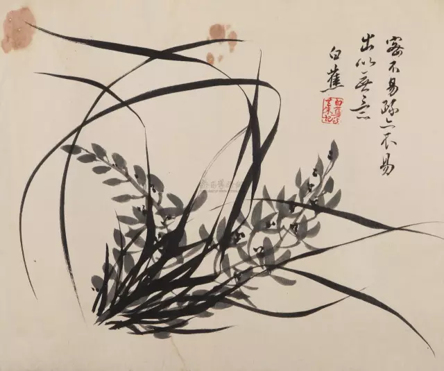 白蕉画兰：叶叶出草法，瓣瓣入楷意 名人名家 第3张