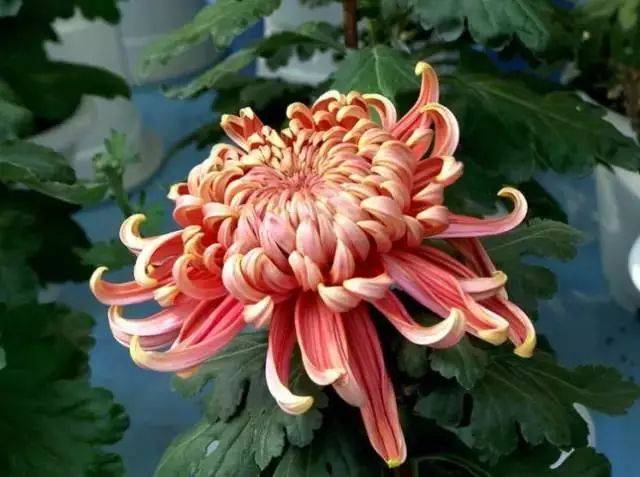 最适合入画的“十大吉祥植物” 书画知识 第58张