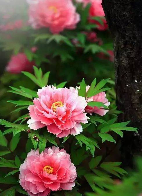 最适合入画的“十大吉祥植物” 书画知识 第83张