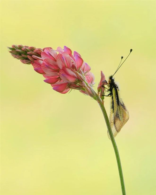 虫草，极简构图 书画知识 第11张