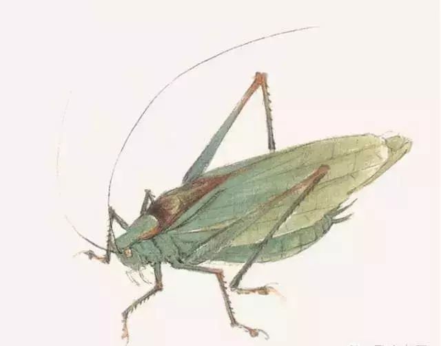 写意鱼虫画法，易学易懂 书画知识 第8张