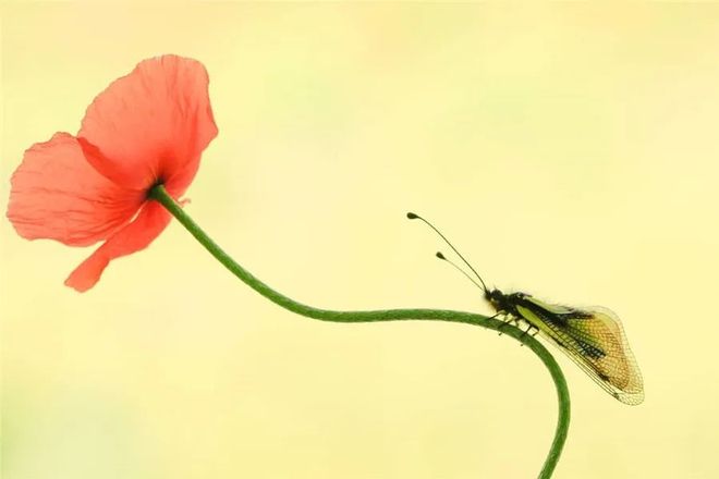 虫草，极简构图 书画知识 第5张