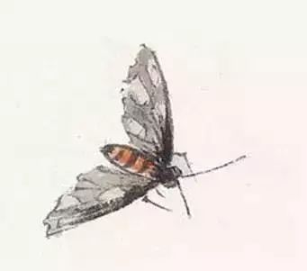 写意鱼虫画法，易学易懂 书画知识 第22张